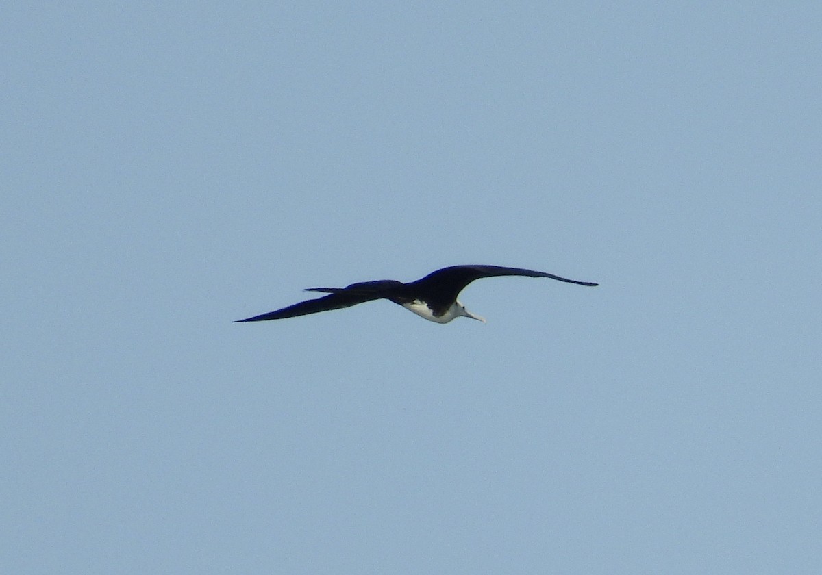 Magnificent Frigatebird - ML544251661
