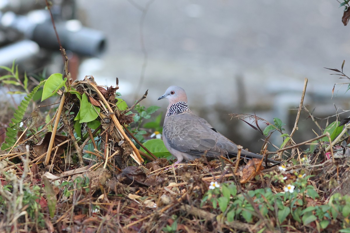 Spotted Dove - ML544252561