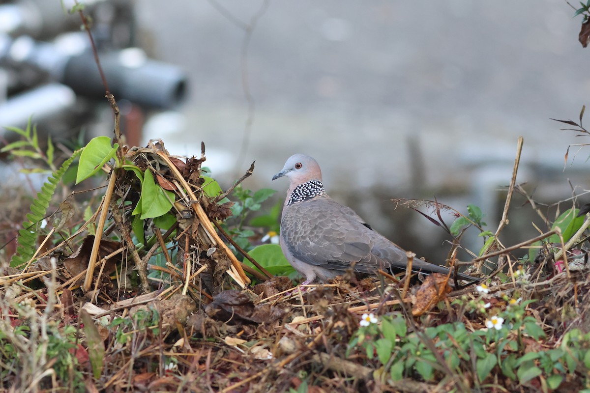 Spotted Dove - ML544252571