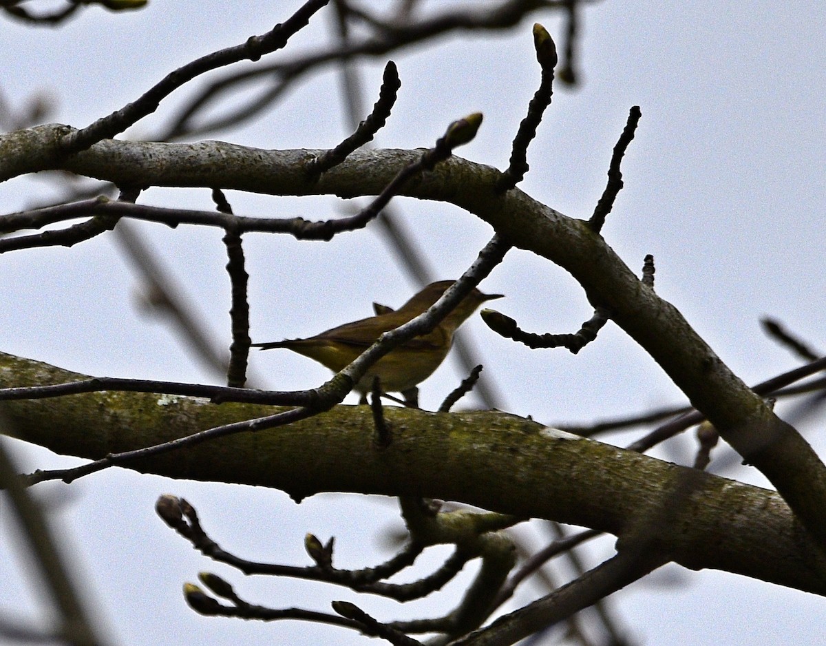 Mosquitero Común - ML544252621