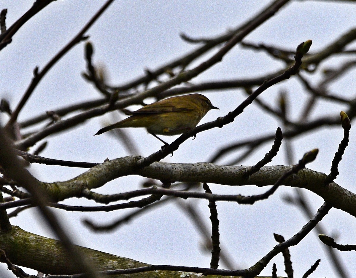 Mosquitero Común - ML544252631