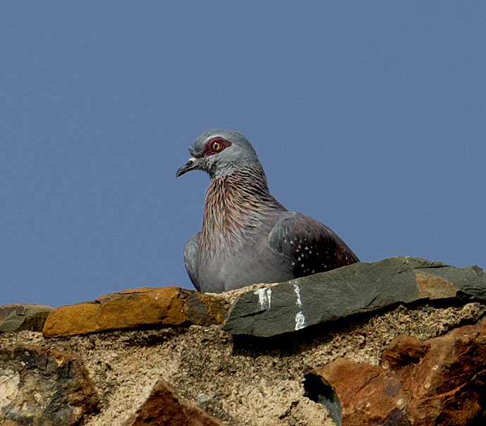 Speckled Pigeon - ML544253611