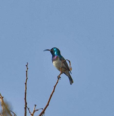 White-breasted Sunbird - ML544254781