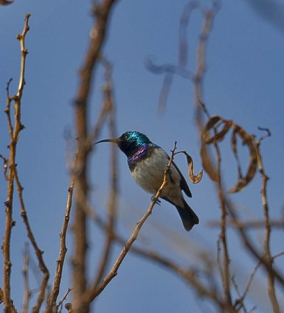 White-breasted Sunbird - ML544254791