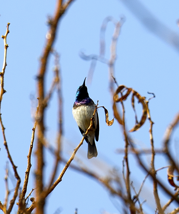 White-breasted Sunbird - johnny powell