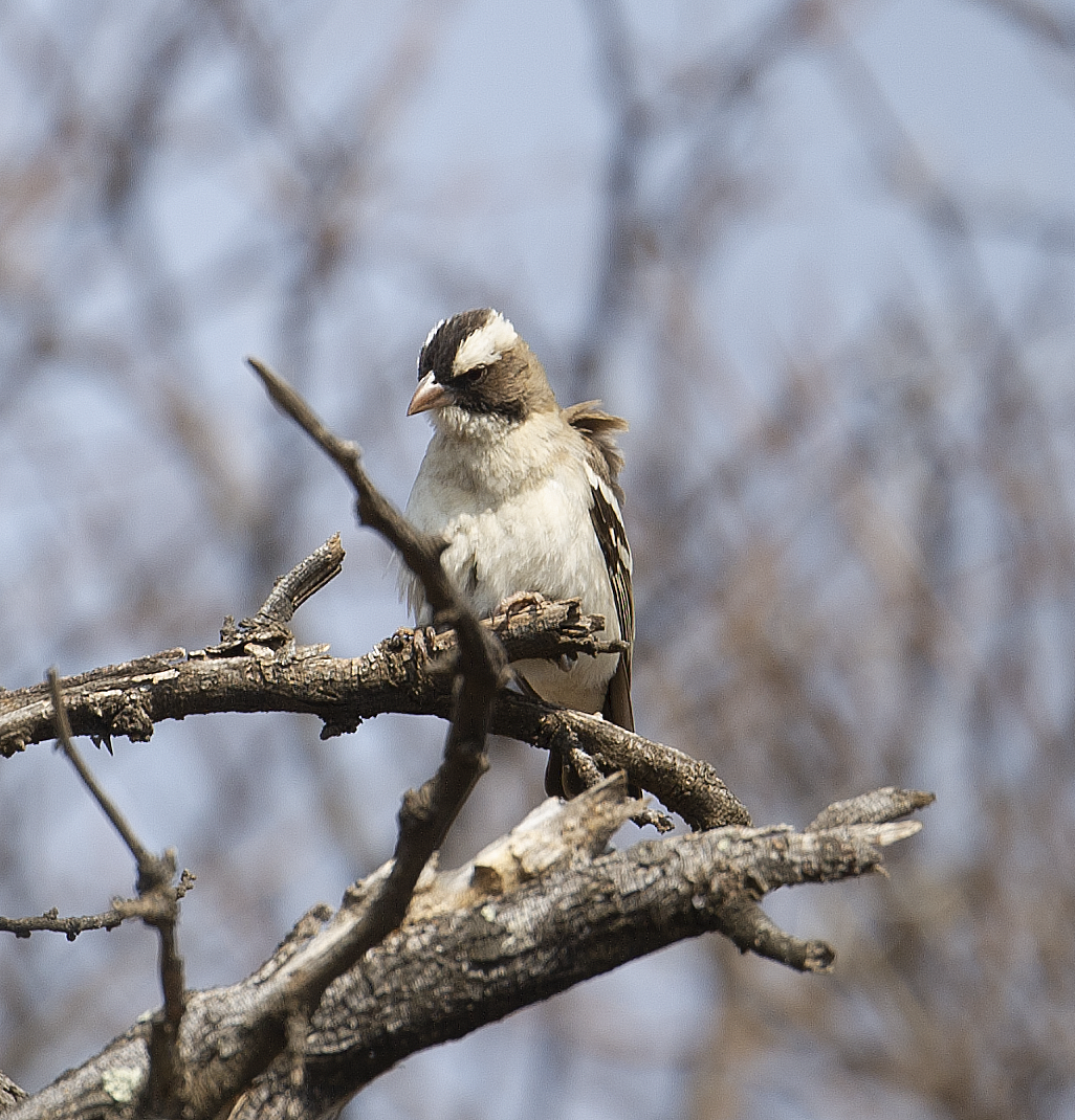 White-browed Sparrow-Weaver - ML544255001