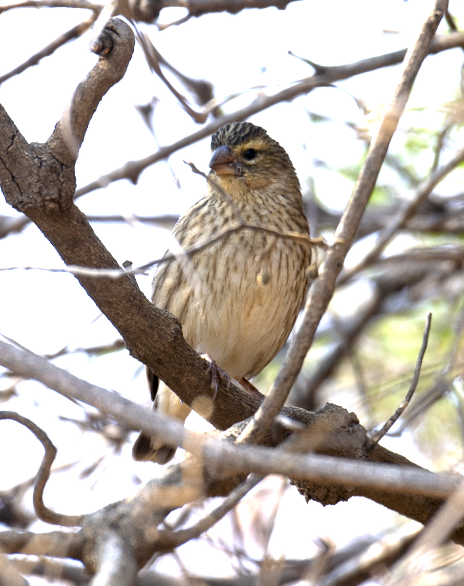 Red-billed Quelea - ML544255071