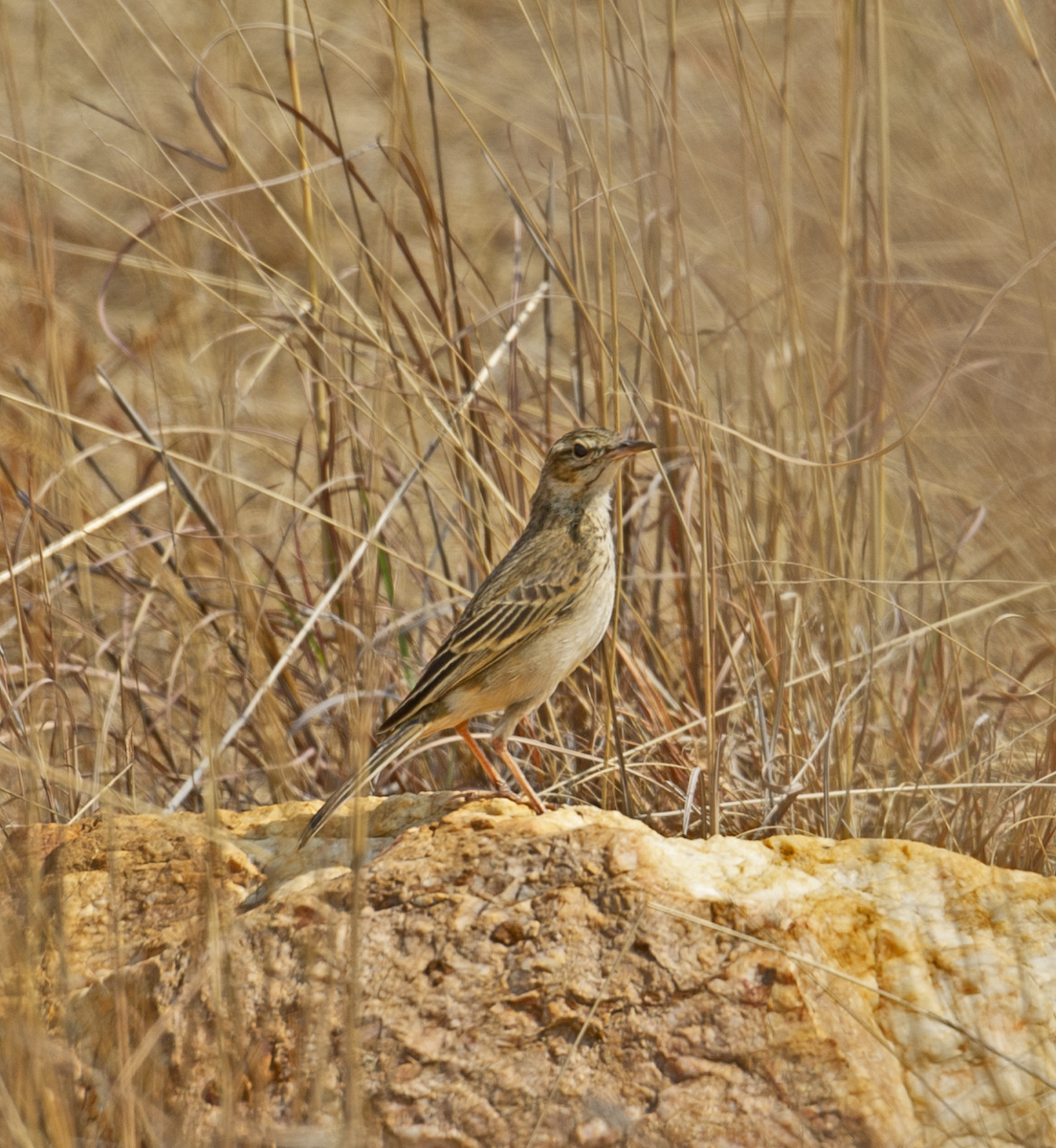 African Pipit (African) - ML544255141