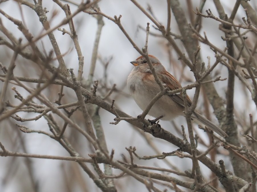 ムナフヒメドリ - ML544255191