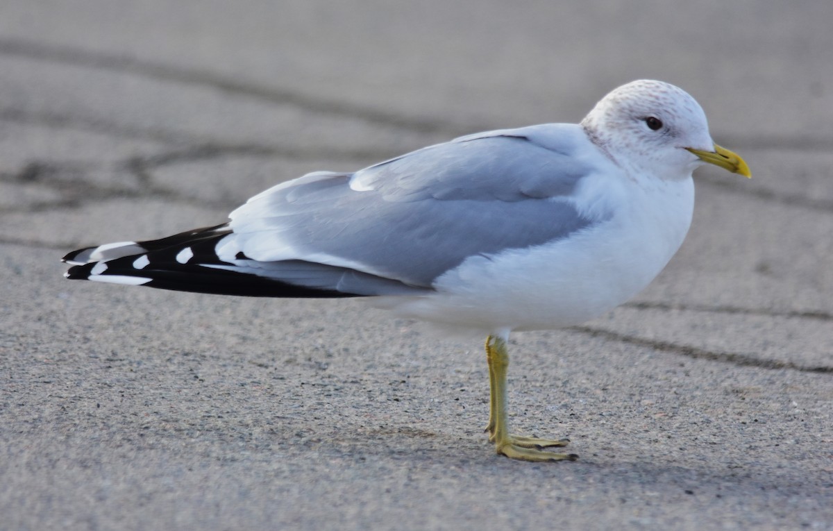 Common Gull - Robert Lange