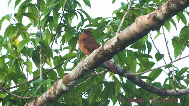 Rufous Mourner - ML544255941