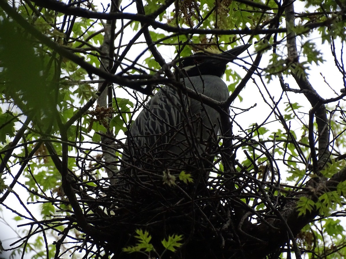 Yellow-crowned Night Heron - Michelle Kubin