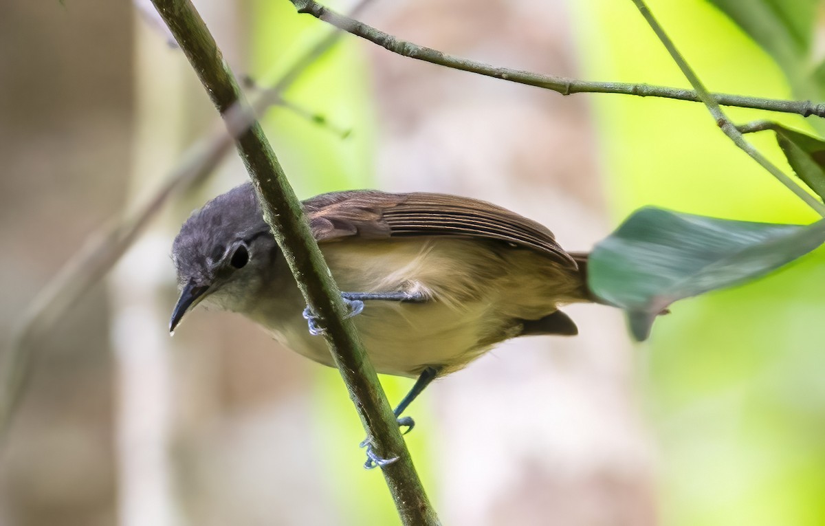 Spot-crowned Antvireo - ML544256701