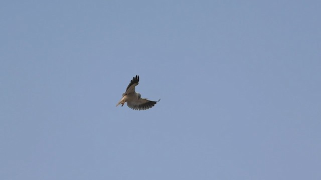 Black-winged Kite - ML544256801