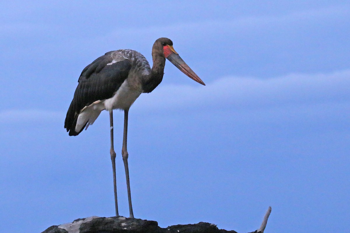 Saddle-billed Stork - ML544257851