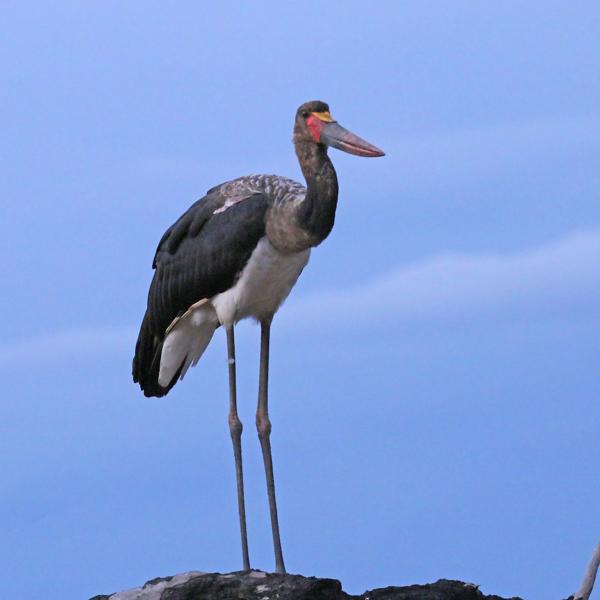 Saddle-billed Stork - ML544257871