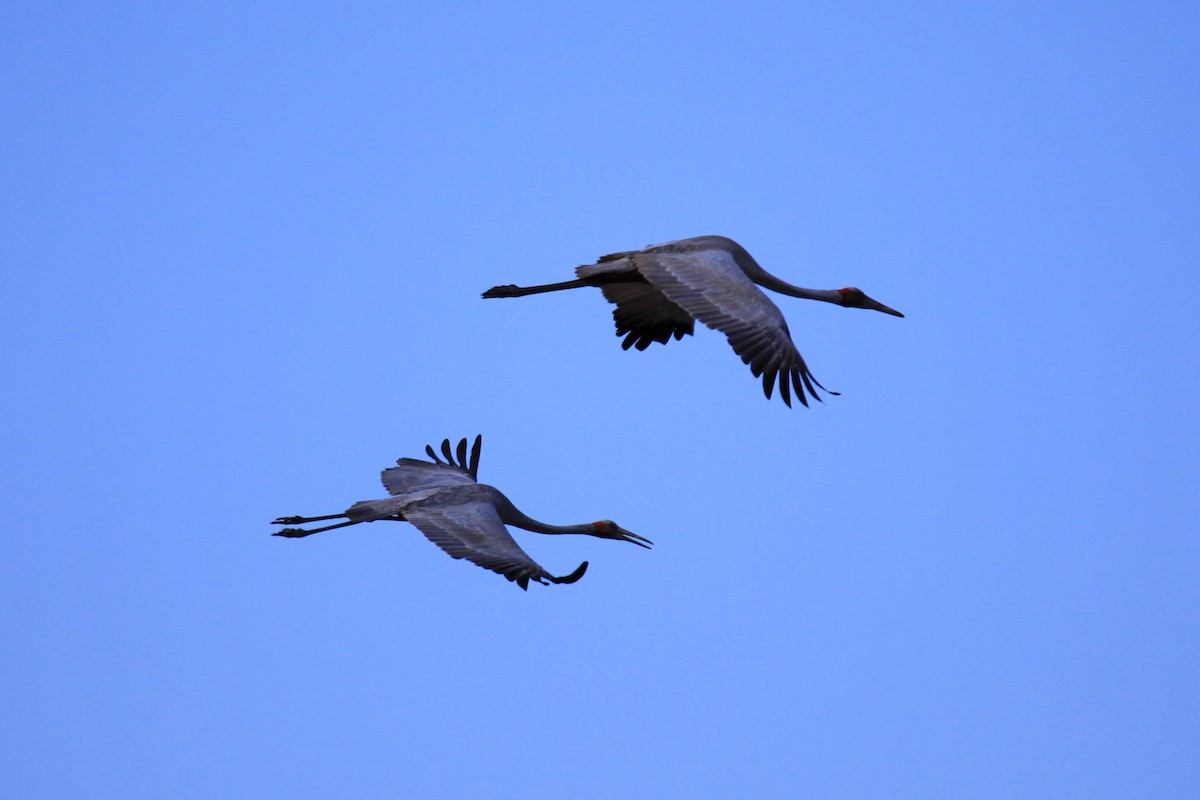 Brolga - Margot Oorebeek