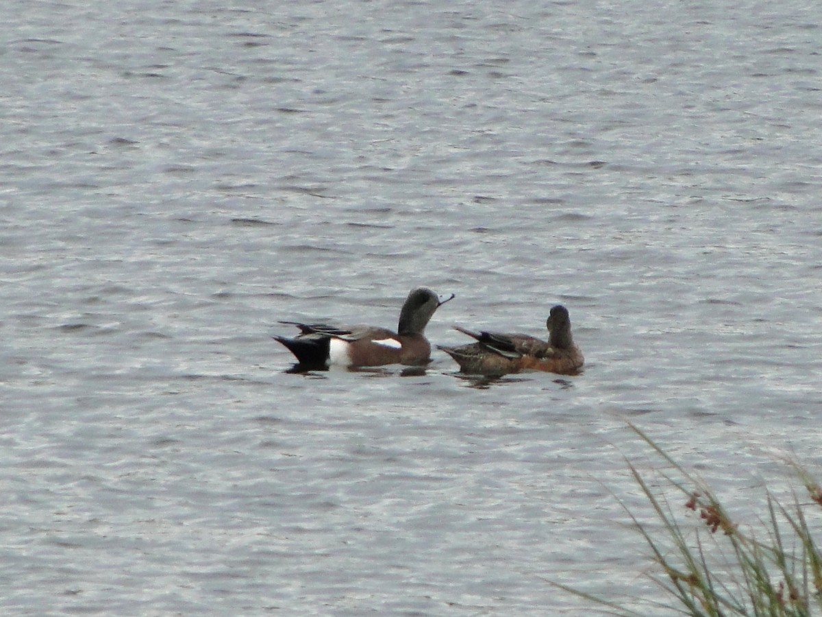 American Wigeon - ML544258841