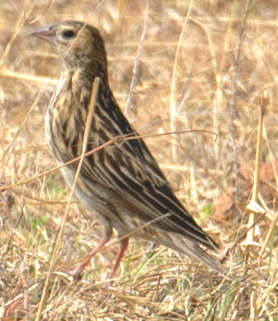 Fan-tailed Widowbird - johnny powell