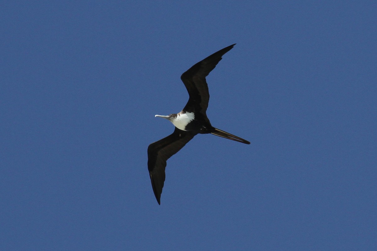 Great Frigatebird - ML54425961