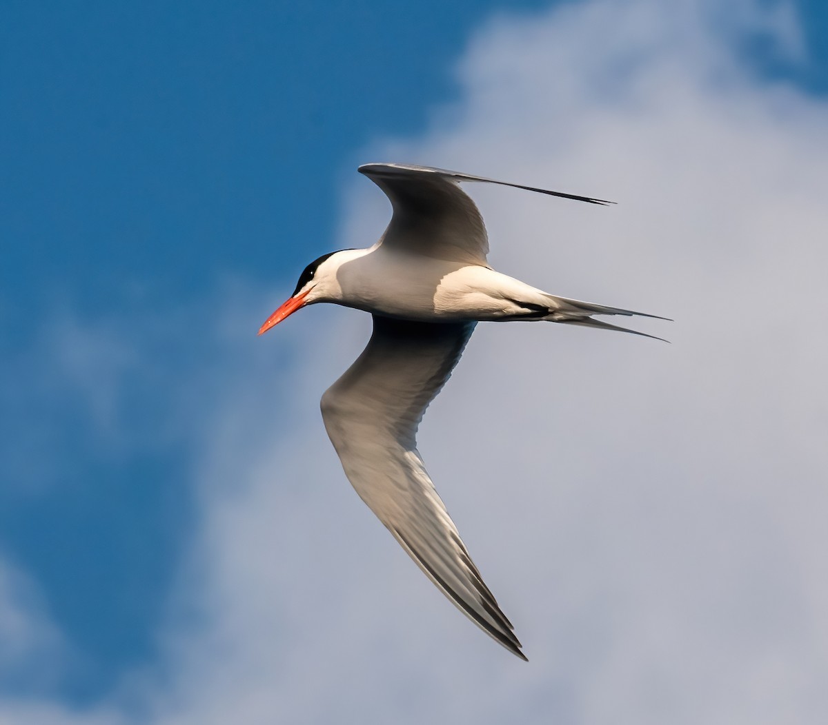 Royal Tern - Gregg Petersen