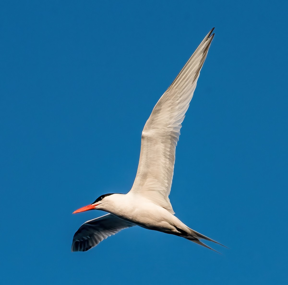 Royal Tern - Gregg Petersen