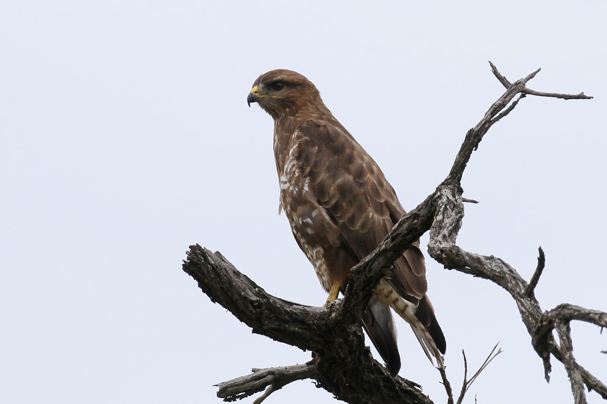 Common Buzzard (Steppe) - ML544259751