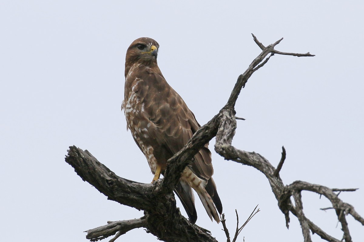 Common Buzzard (Steppe) - Jan Andersson