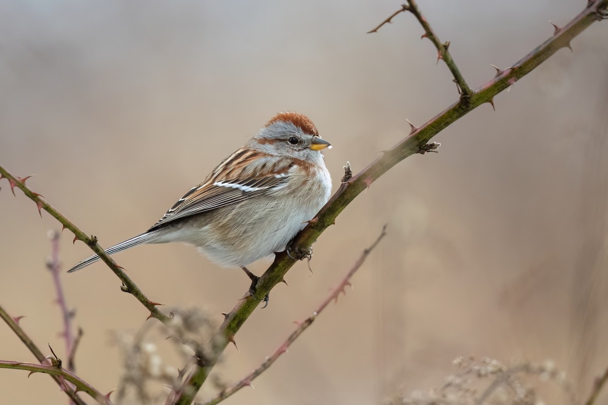 American Tree Sparrow - ML544260801