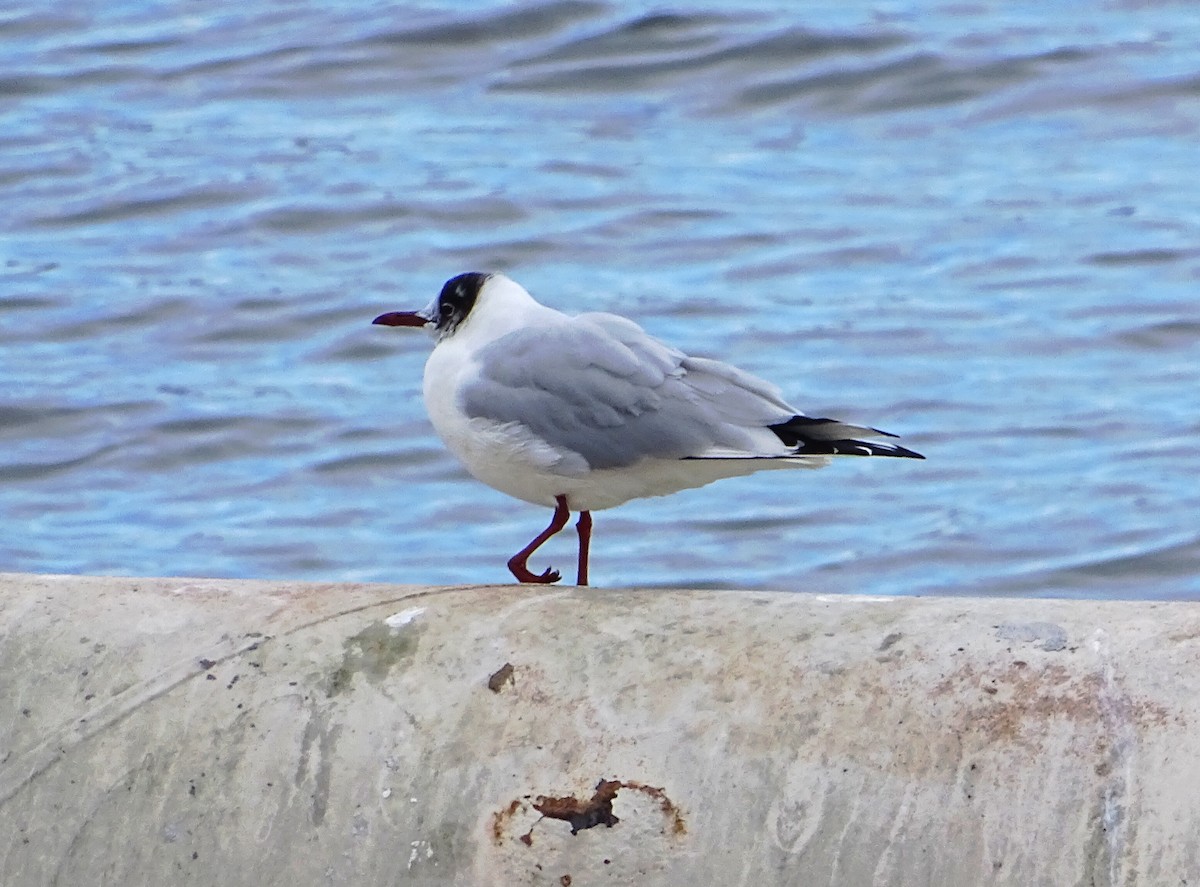 Gaviota Reidora - ML544261281