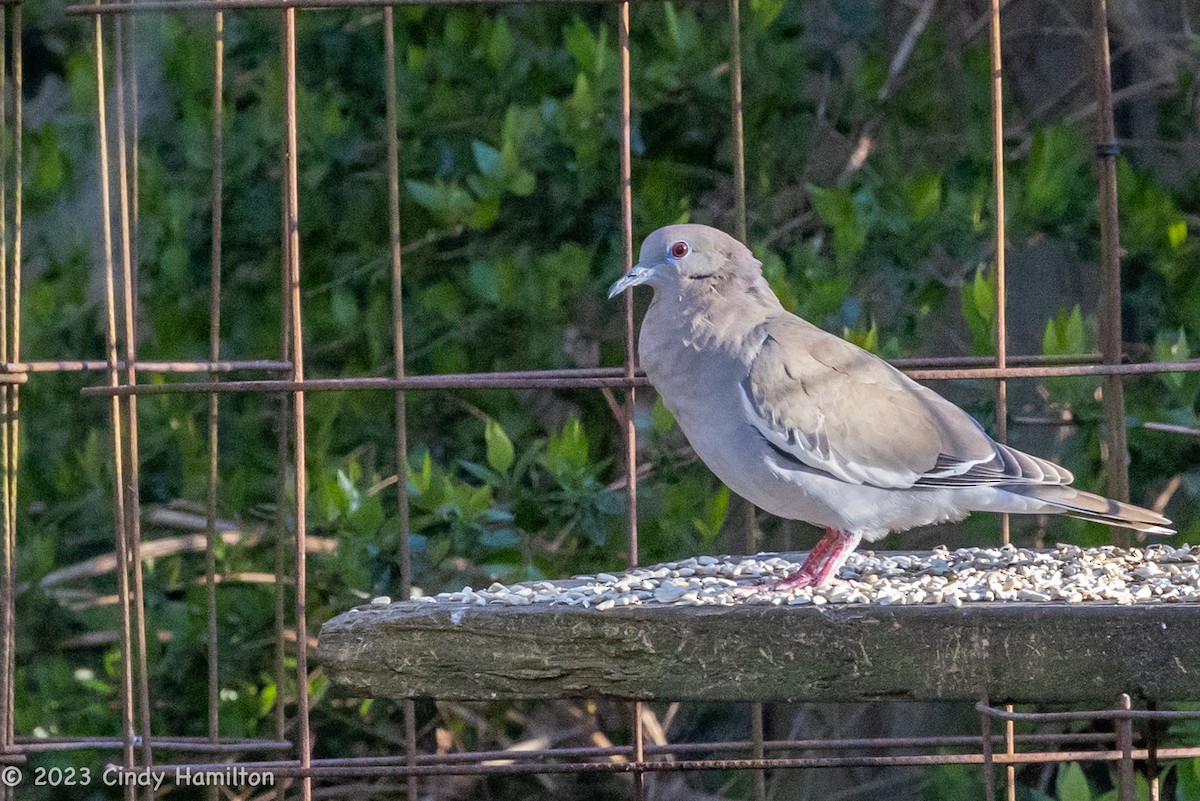 White-winged Dove - ML544261361