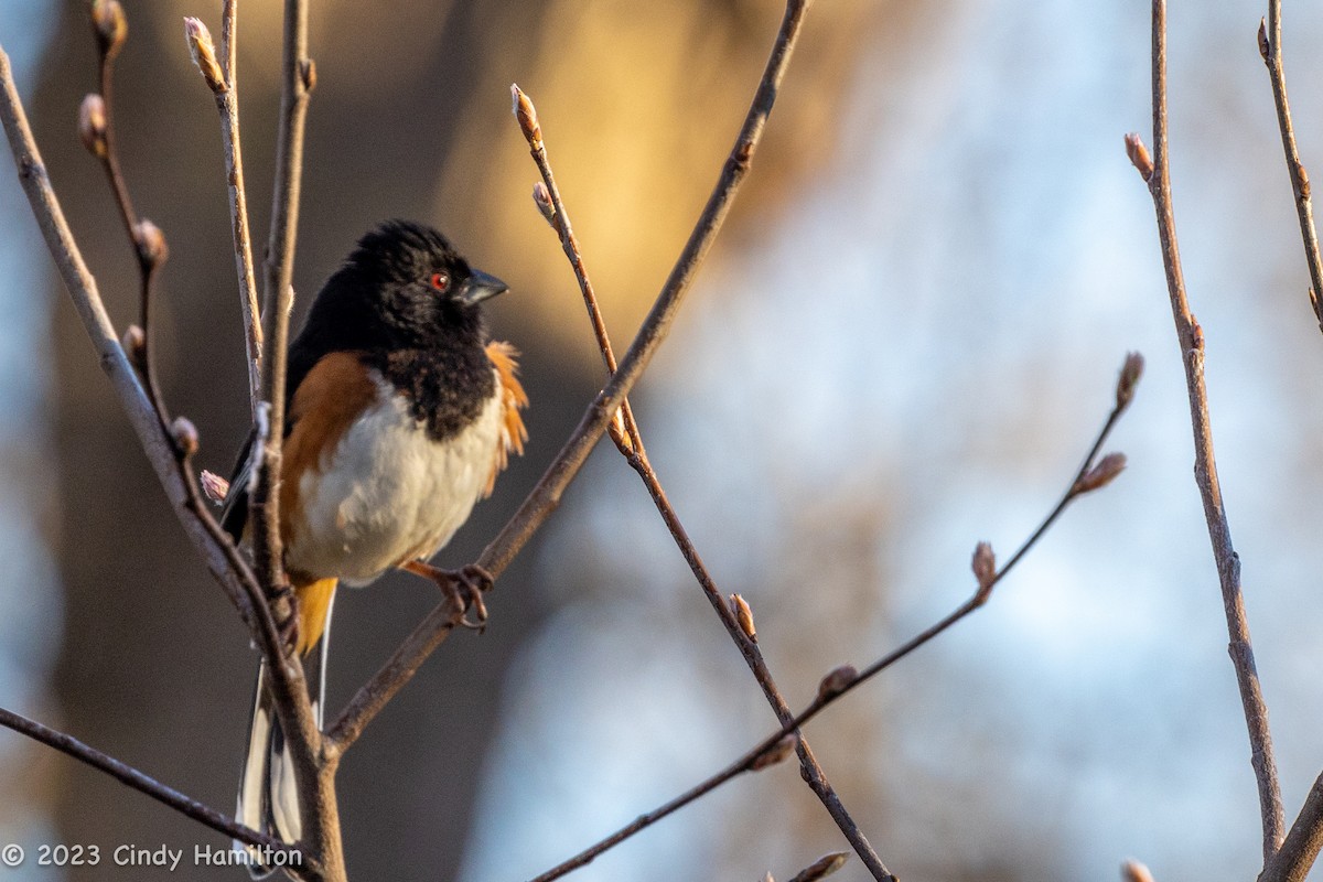 Eastern Towhee - ML544261441