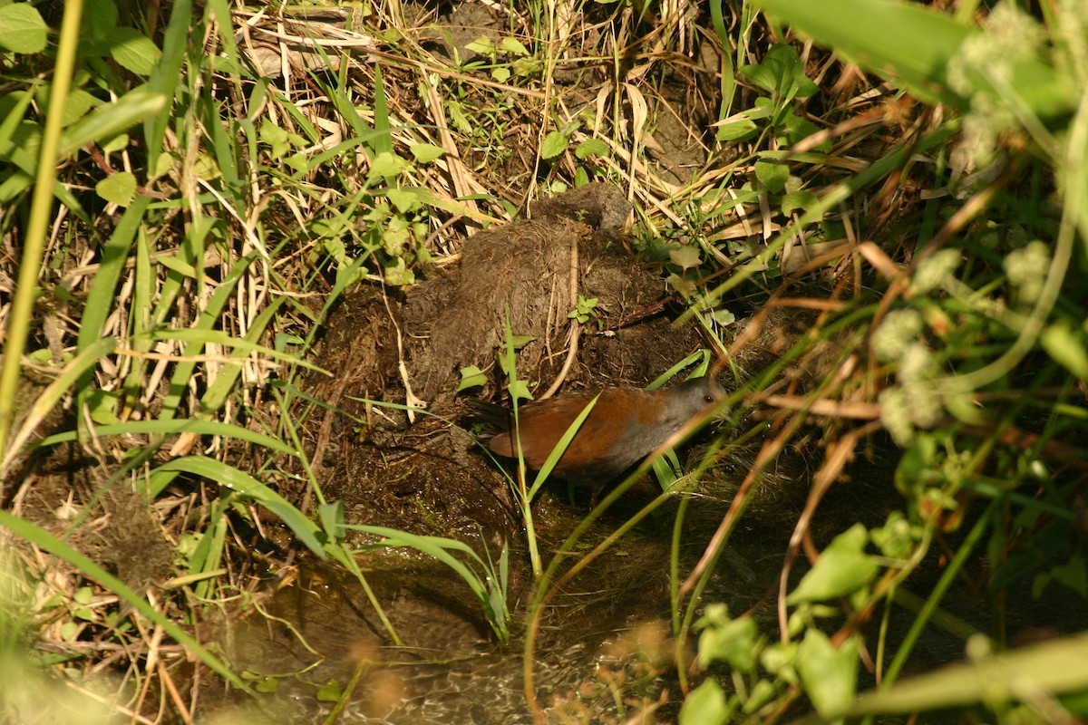 Black-tailed Crake - ML544261561