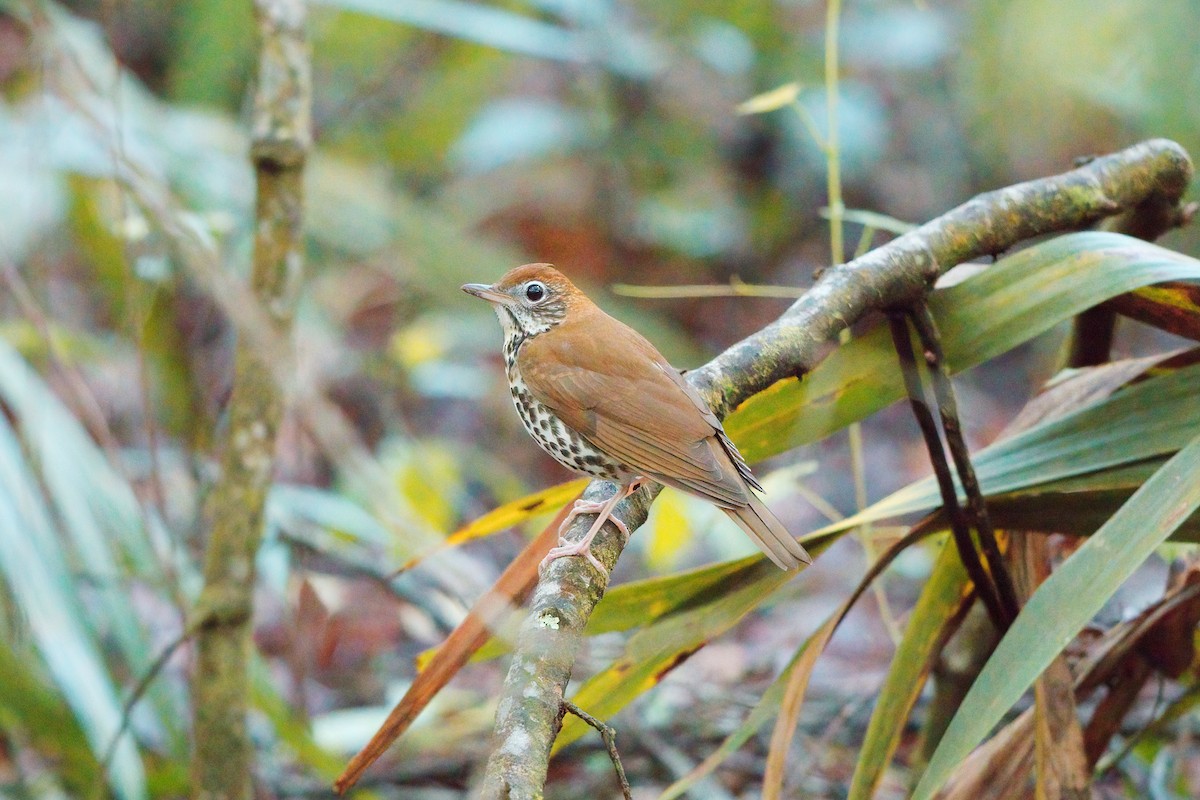 Wood Thrush - Tasso  Cocoves