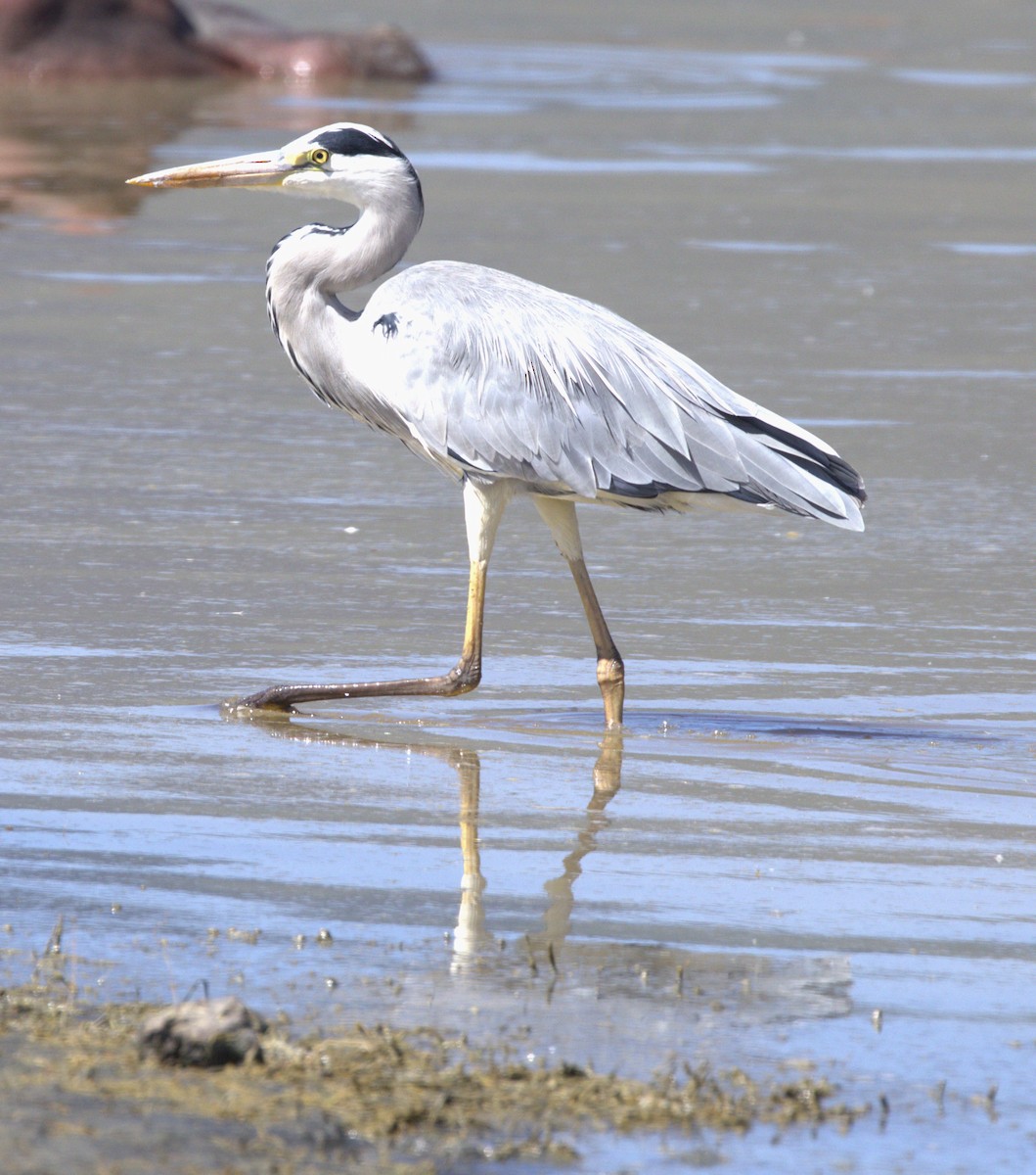 Gray Heron - ML544262611