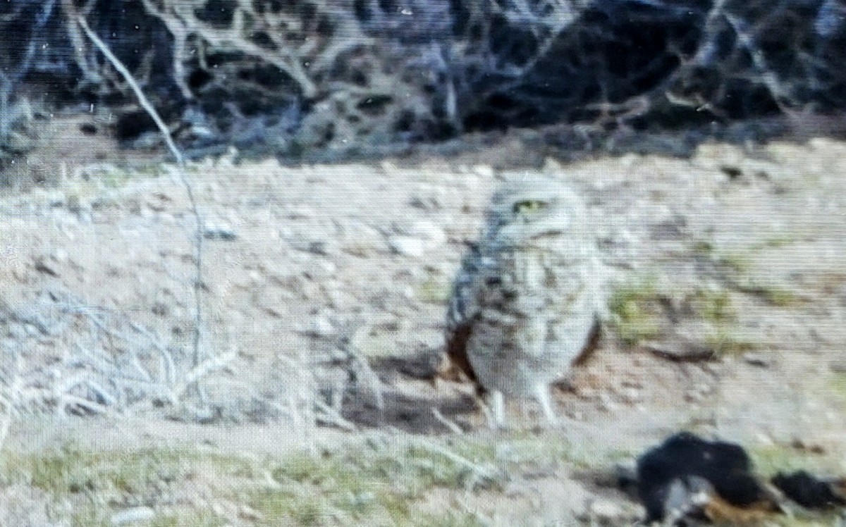Burrowing Owl - ML544263061