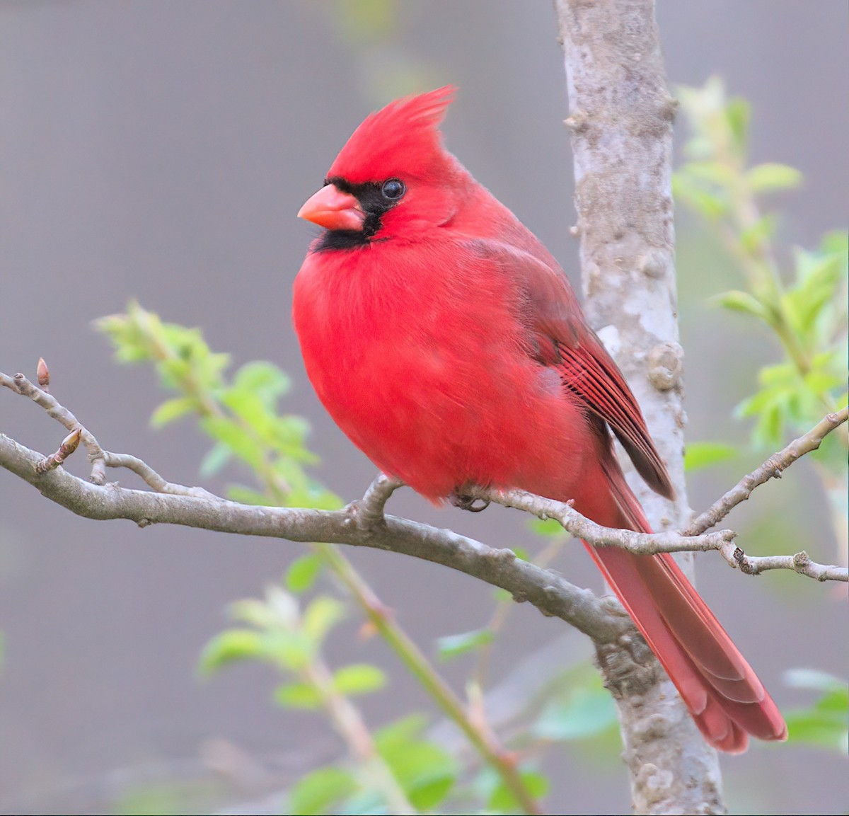 Northern Cardinal - ML544263901
