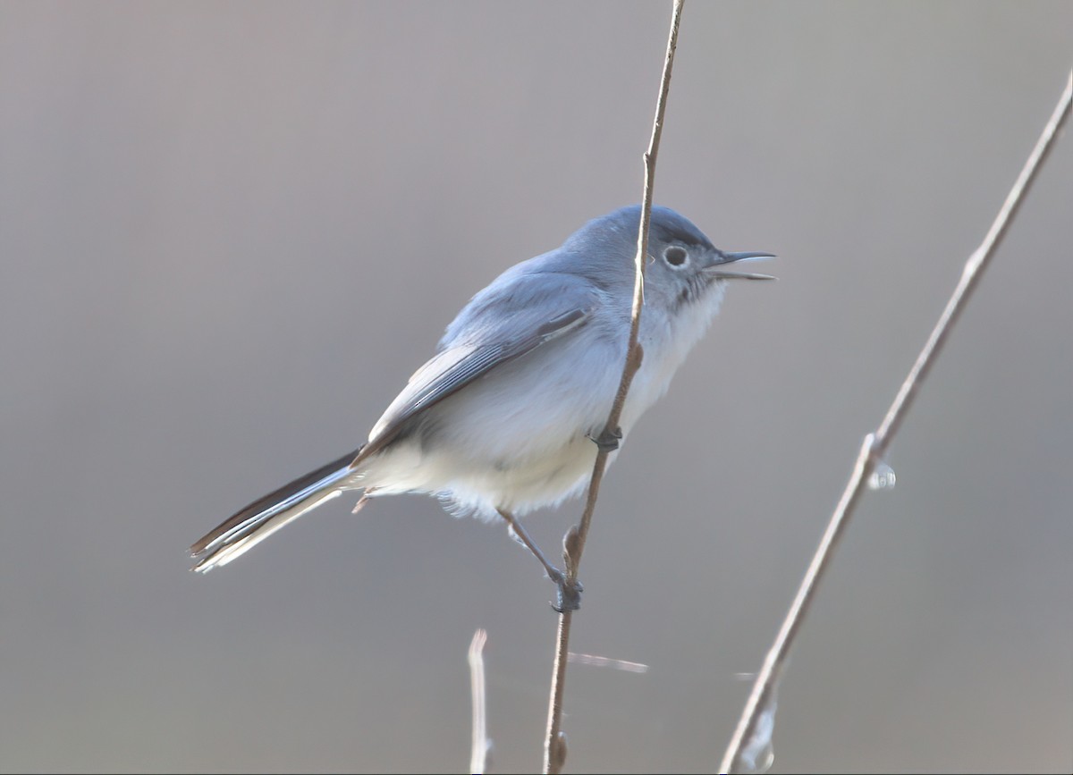 Blue-gray Gnatcatcher - ML544263951