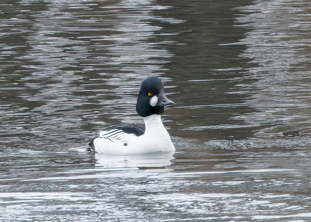 Common Goldeneye - ML544264351