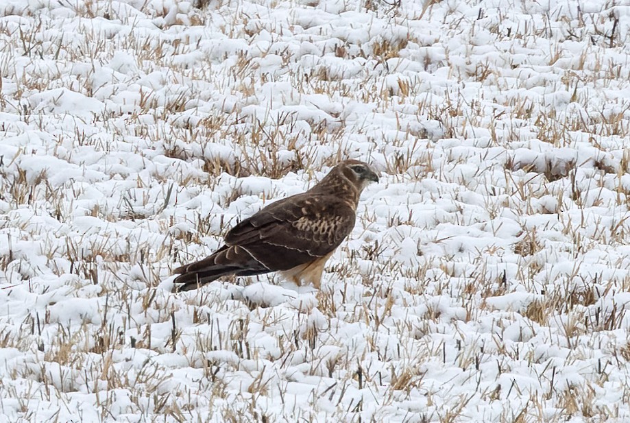 Northern Harrier - ML544264461