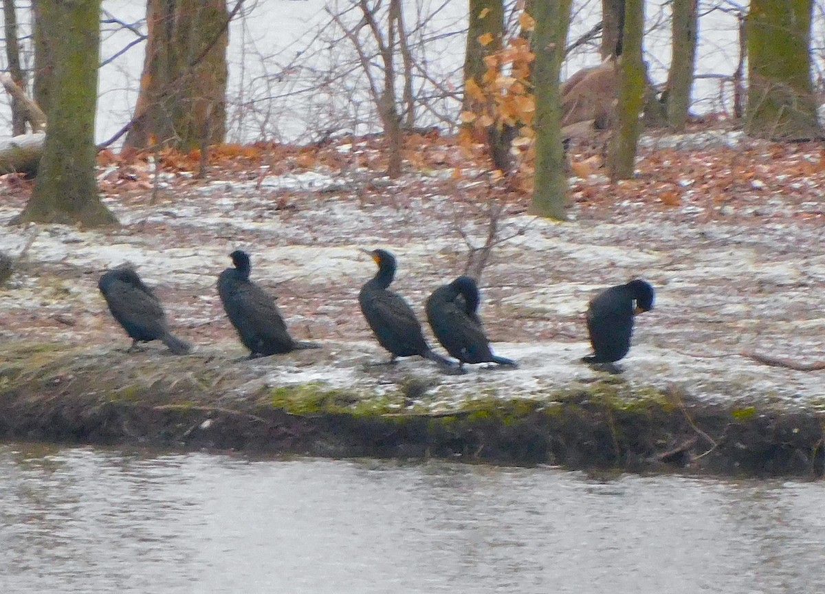 Double-crested Cormorant - ML544266341