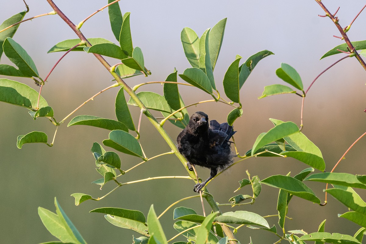 Variable Oriole - Nicolas Mazzini