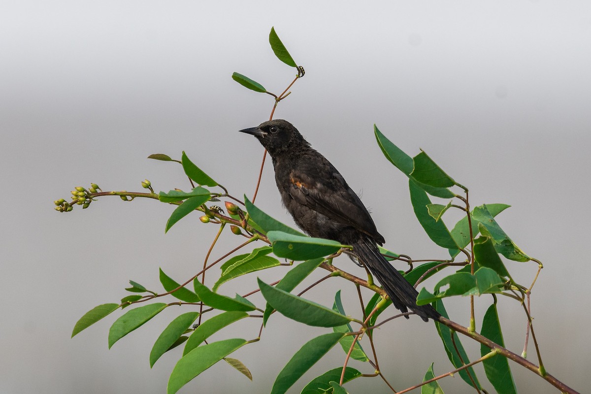 Variable Oriole - Nicolas Mazzini