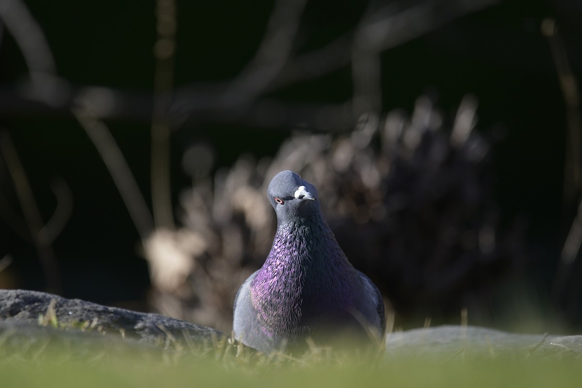 Rock Pigeon (Feral Pigeon) - ML544268141