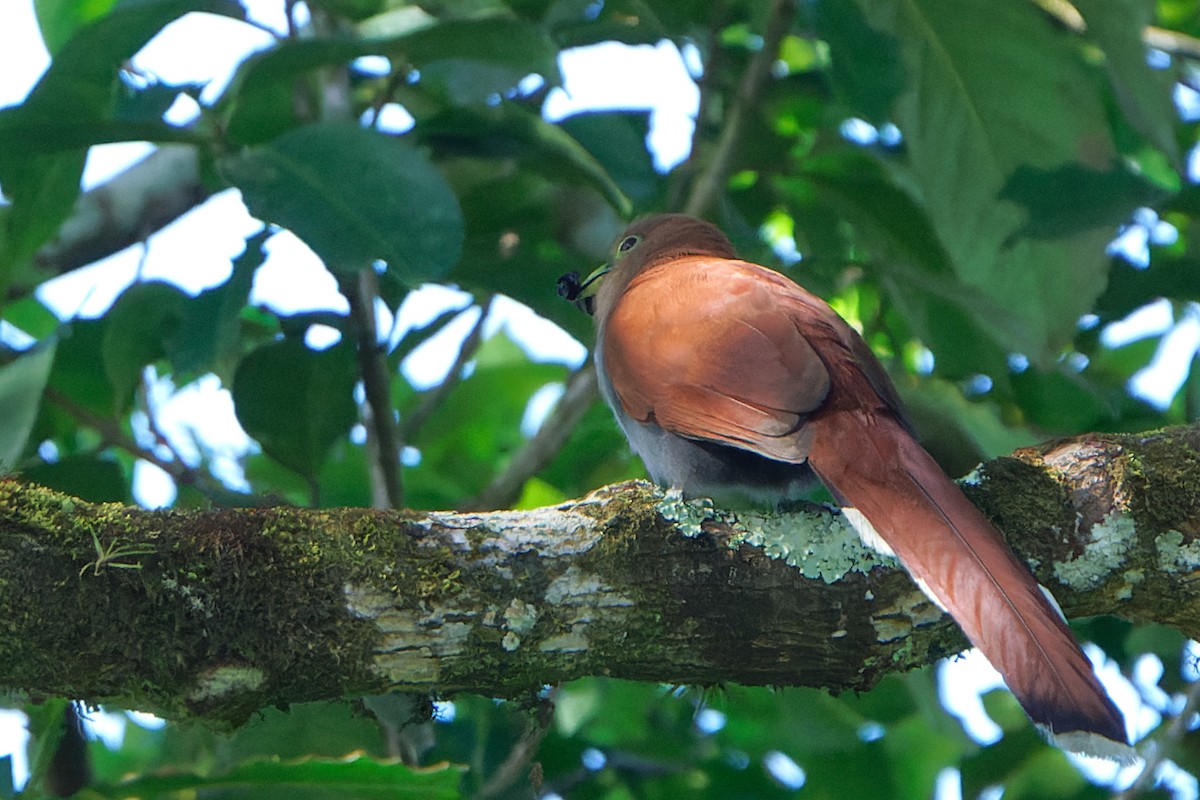 Squirrel Cuckoo - ML544269691