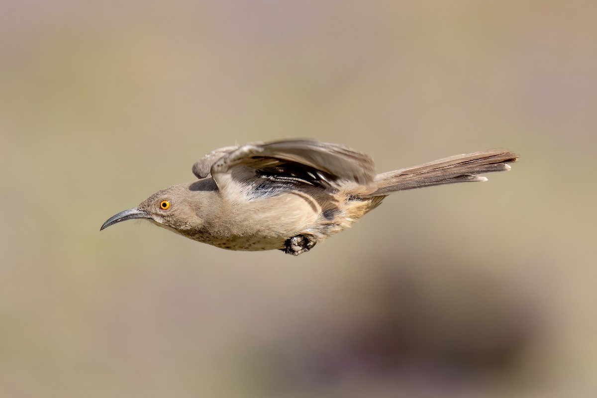 Curve-billed Thrasher - ML544269971