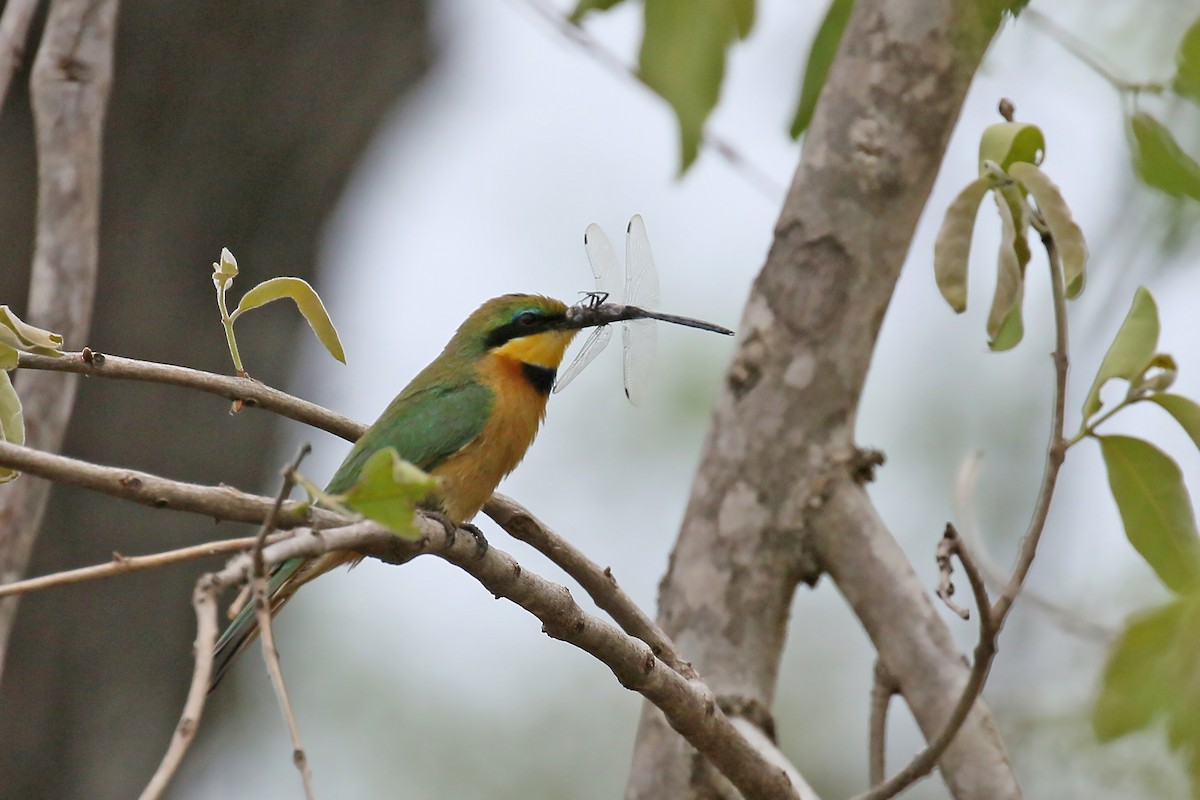 Little Bee-eater - ML544270101