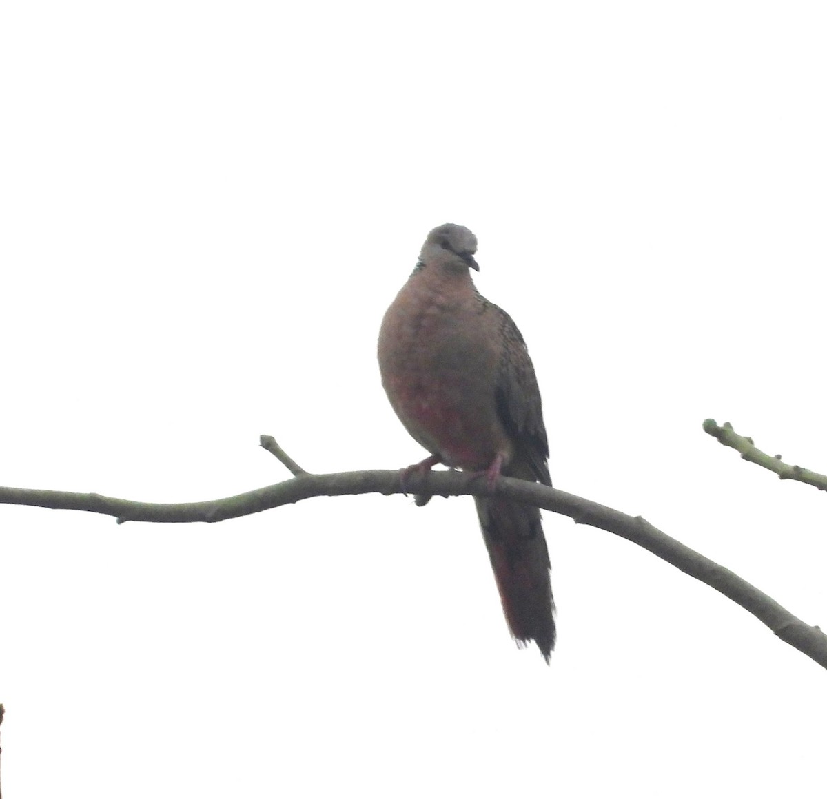 Spotted Dove - ML544270161