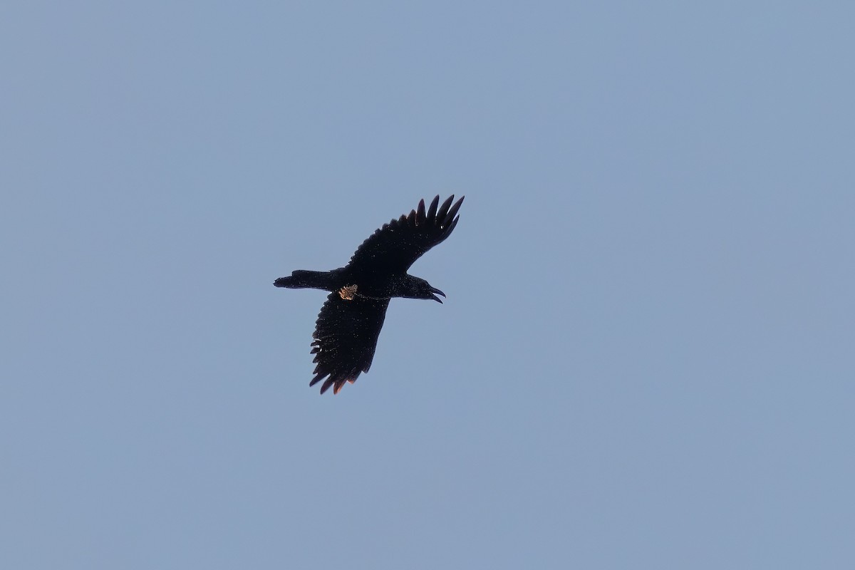 Common Raven - ML544270281