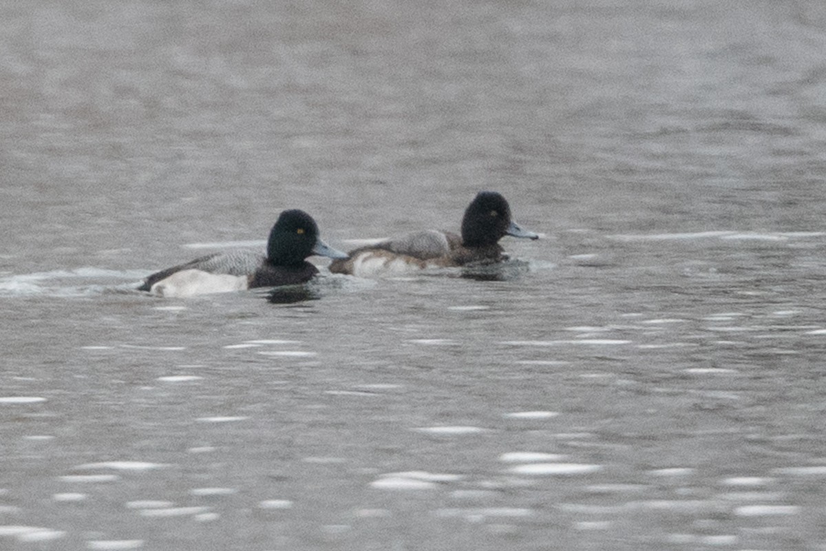 Lesser Scaup - ML544270421